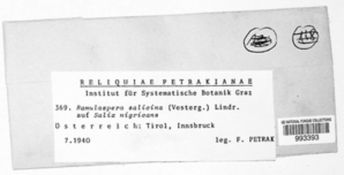 Ramulaspera salicina image